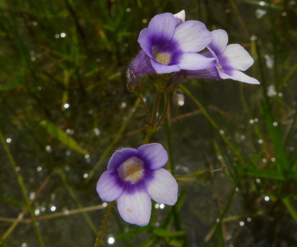 Dopatrium sp., non-native California annual