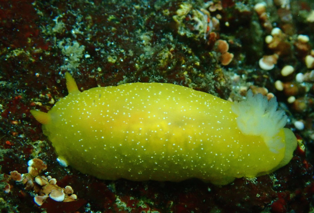 Doriopsilla albopunctata (White-spotted Sea Goddess), California species