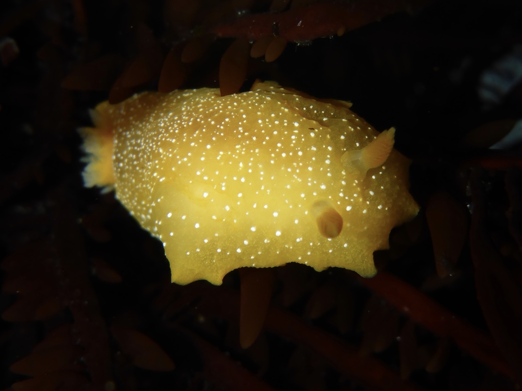 Doriopsilla fulva (White-speckled Dorid), California species