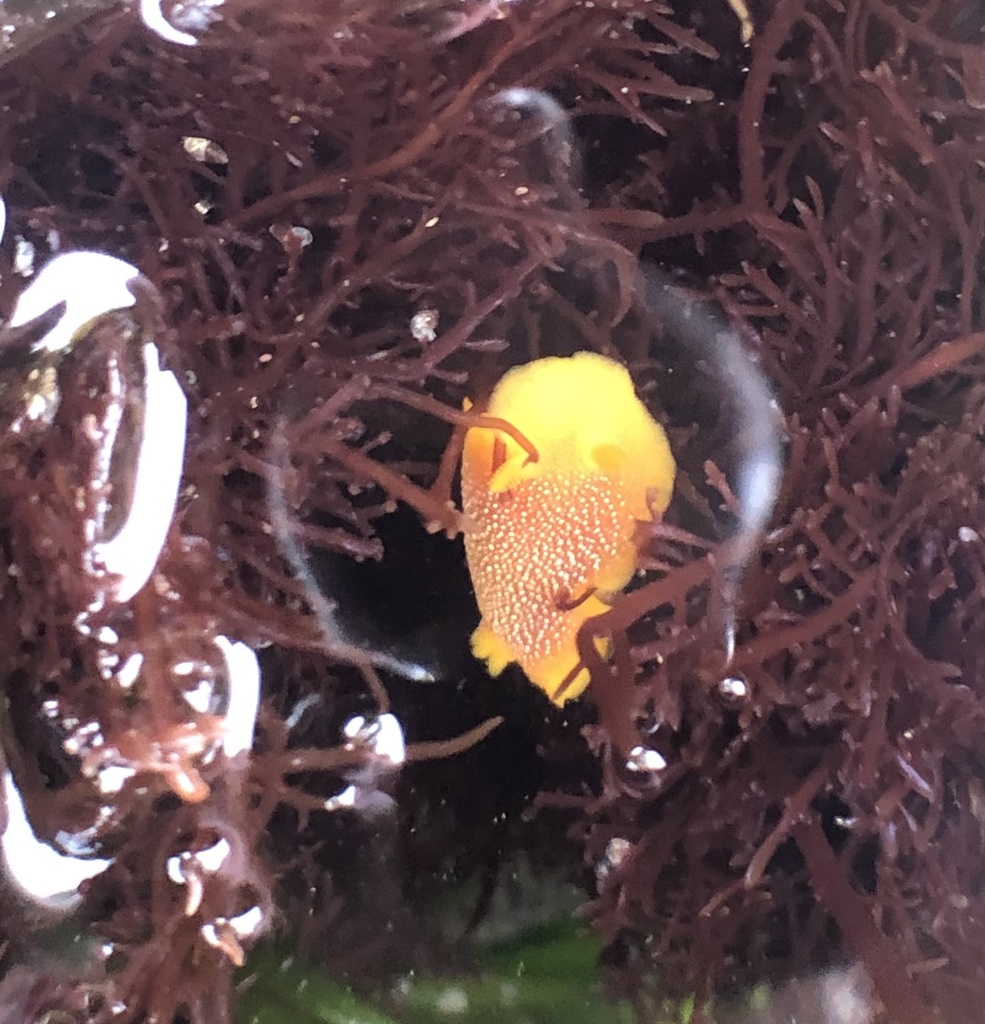 Doriopsilla gemela (Yellow-gilled Sea Goddess), California species