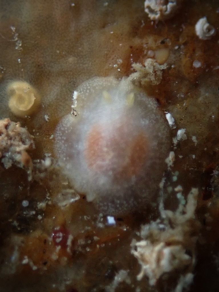 Doriopsilla rowena, California species