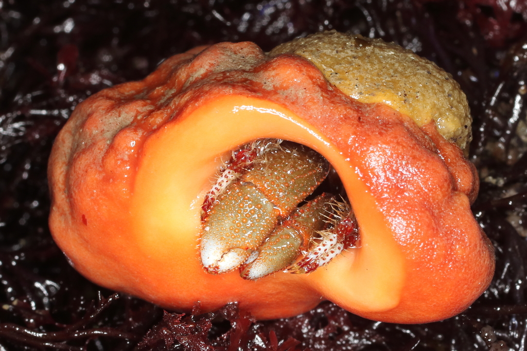 Doris montereyensis (Monterey Dorid), California species