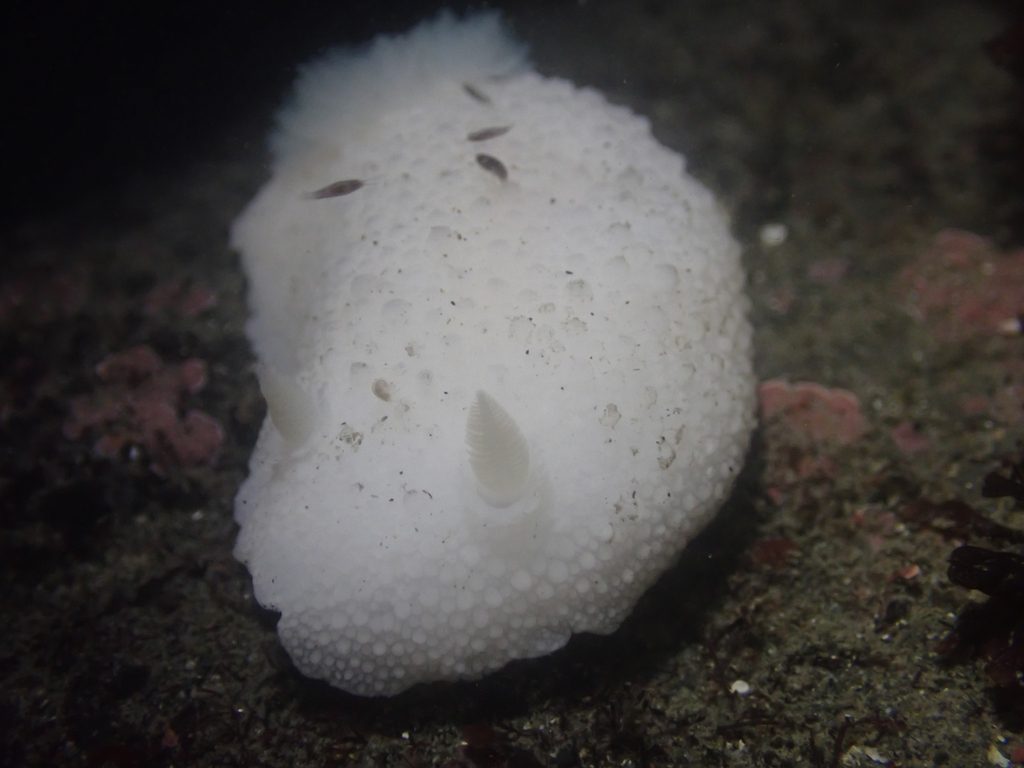 Doris odhneri (Odhner's Dorid), California species