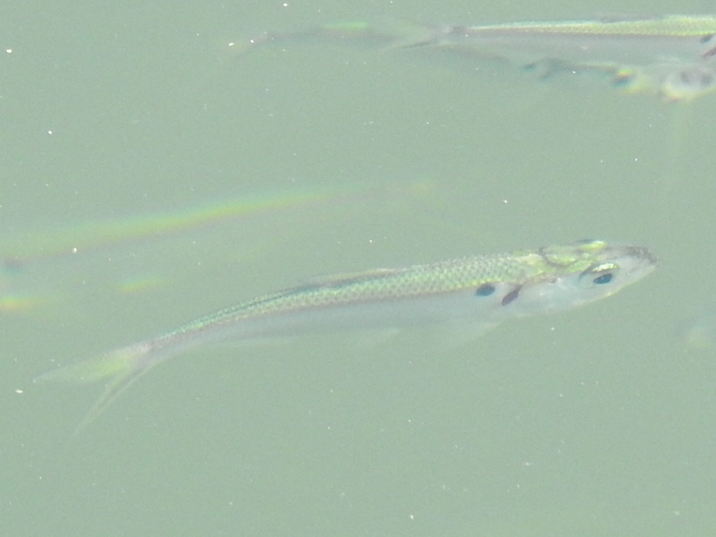 Dorosoma petenense (Threadfin shad), California species