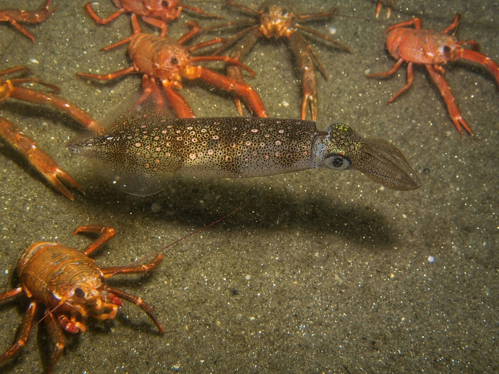 Doryteuthis opalescens (Opalescent Inshore Squid), California species