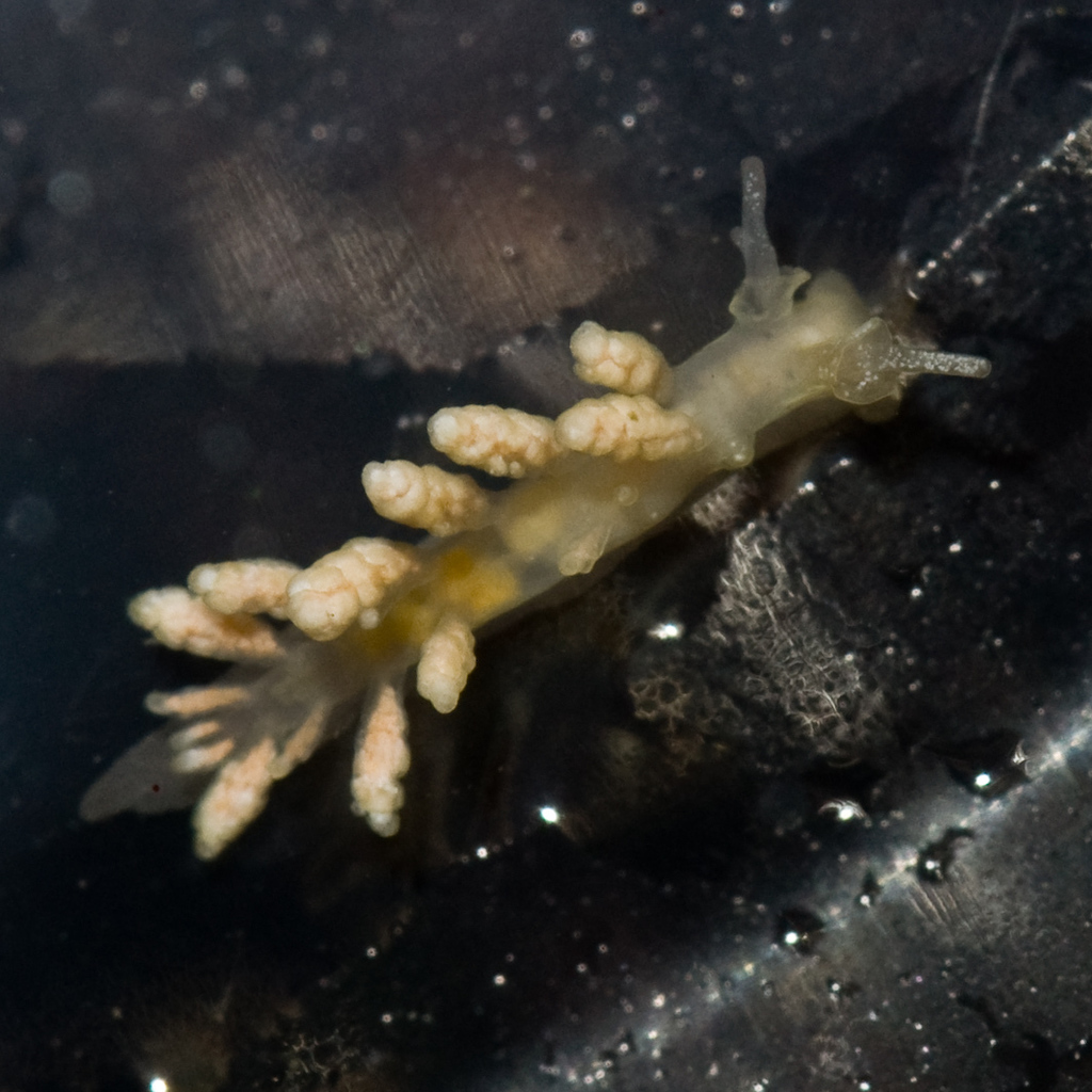 Doto amyra (Hammerhead Doto), California species