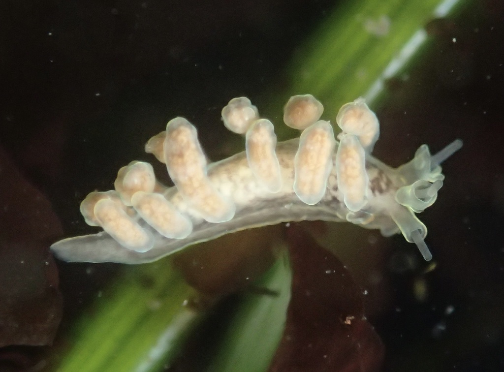 Doto columbiana (British Columbia Doto), California species