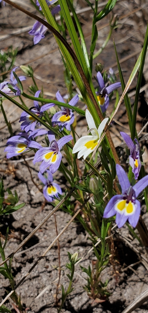 Downingia bacigalupii (Bach's calicoflower), native California herb