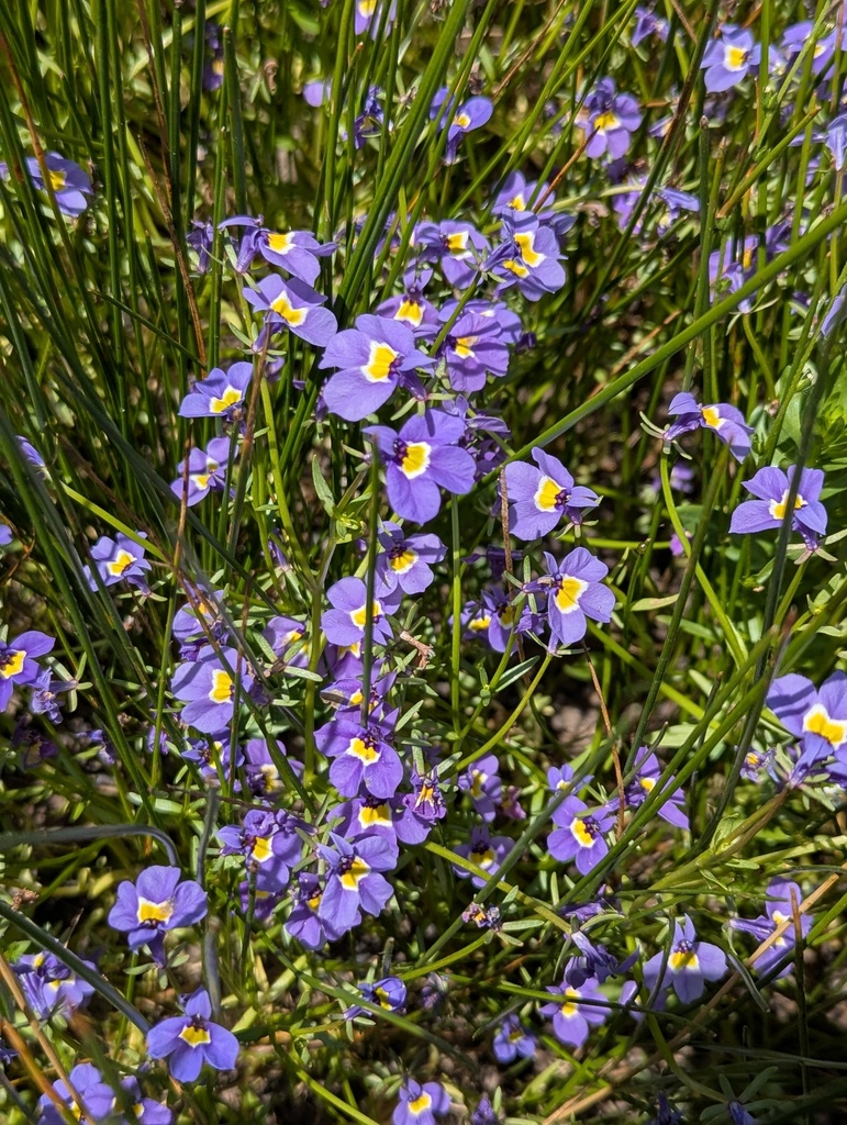 Downingia bella (Hoover's calicoflower), native California herb