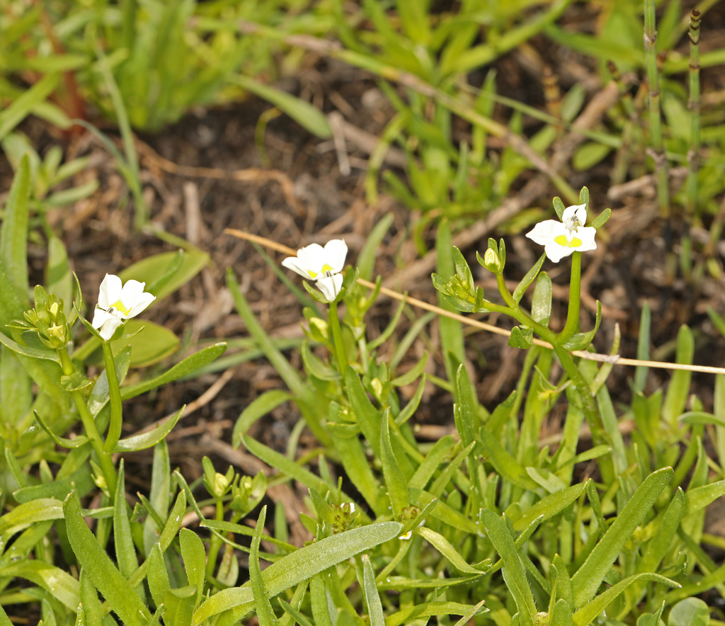 Downingia bicornuta — parent species of Downingia bicornuta var. bicornuta