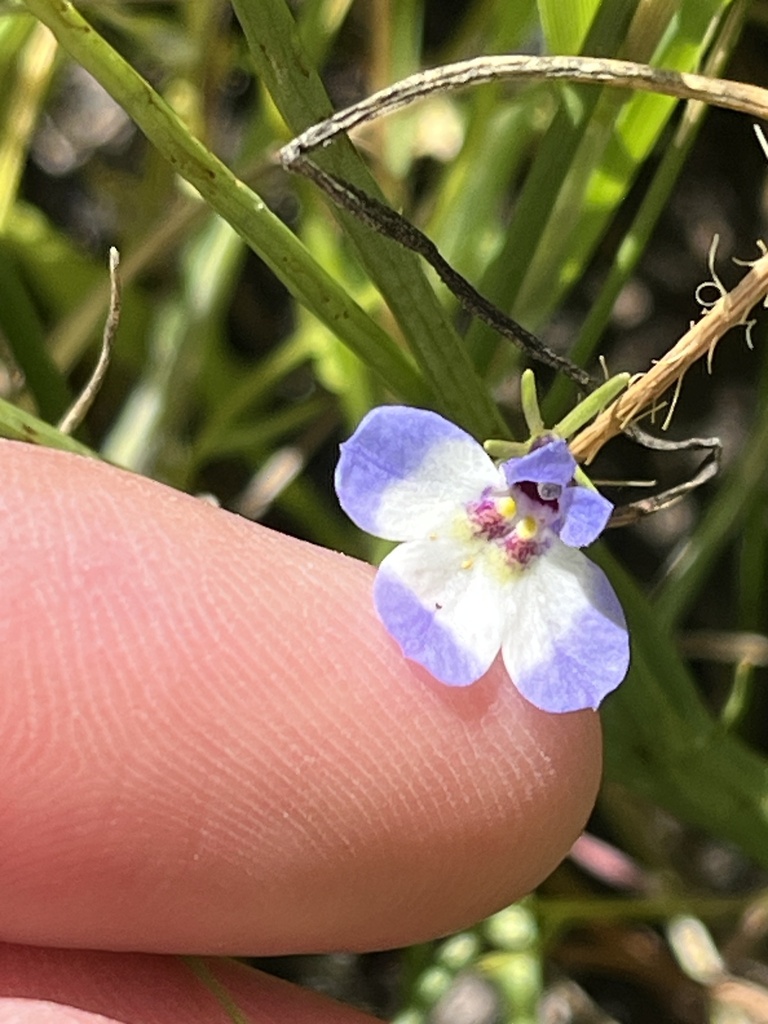 Downingia concolor (Maroonspot calicoflower), native California herb