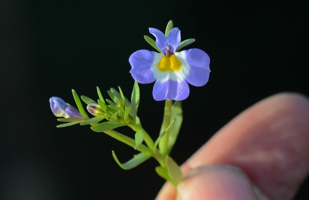 Downingia cuspidata (Toothed calicoflower), native California herb