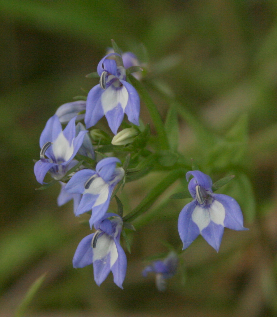 Downingia elegans (Elegant calicoflower), native California herb