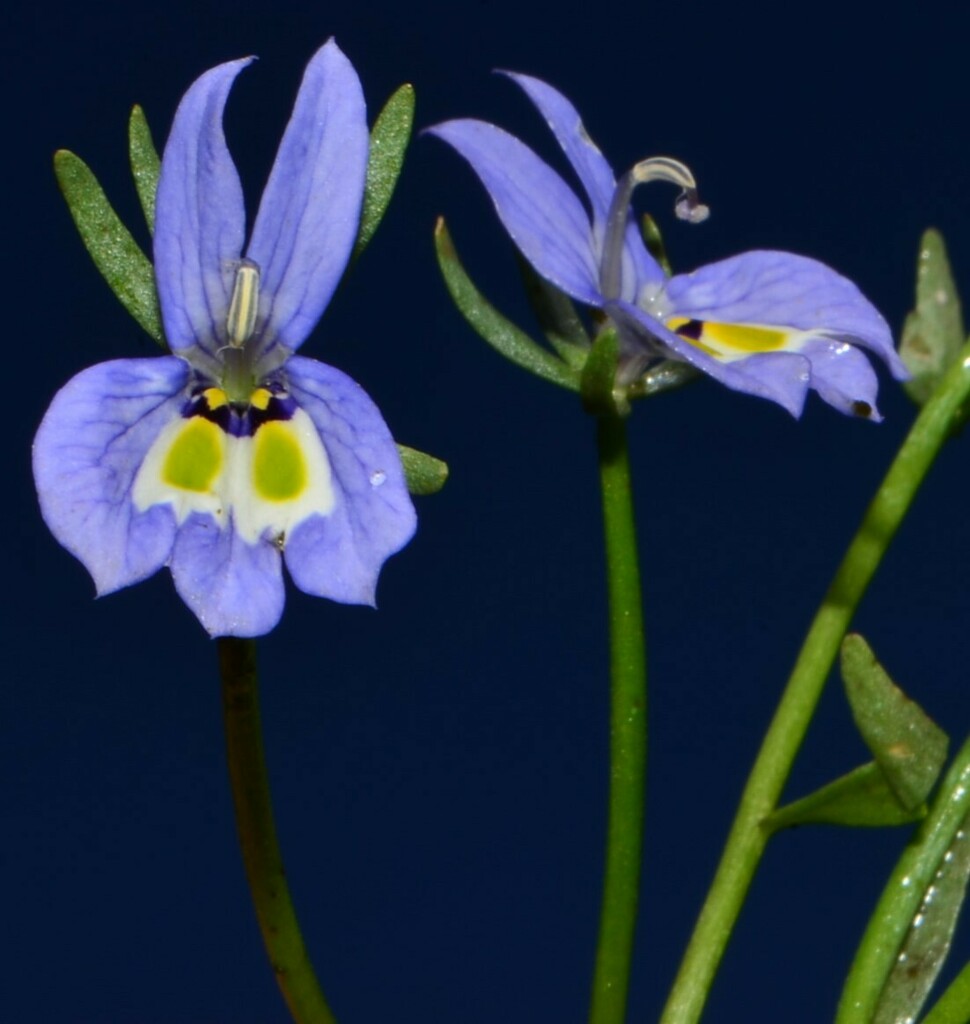 Downingia insignis (Harlequin calicoflower), native California herb