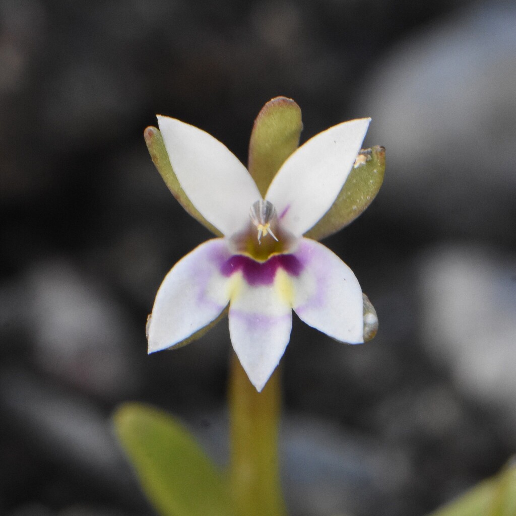 Downingia laeta (Great basin downingia), native California herb
