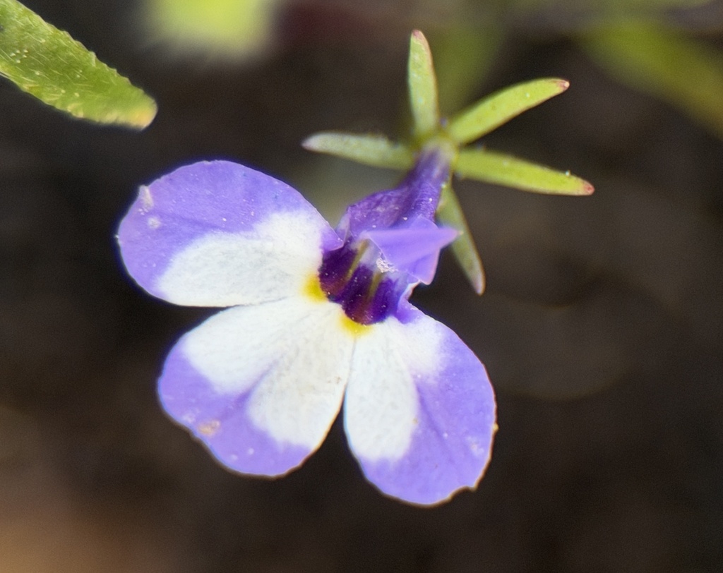 Downingia montana (Sierra calicoflower), native California herb