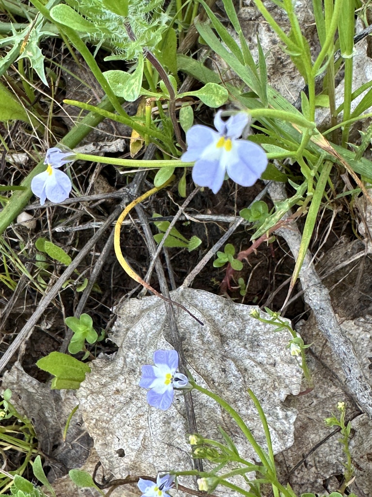 Downingia ornatissima (Folded calicoflower), native California herb
