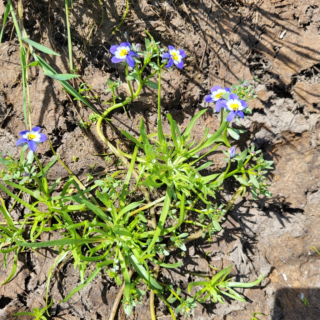 Downingia pulchella (Flatface calicoflower), native California herb