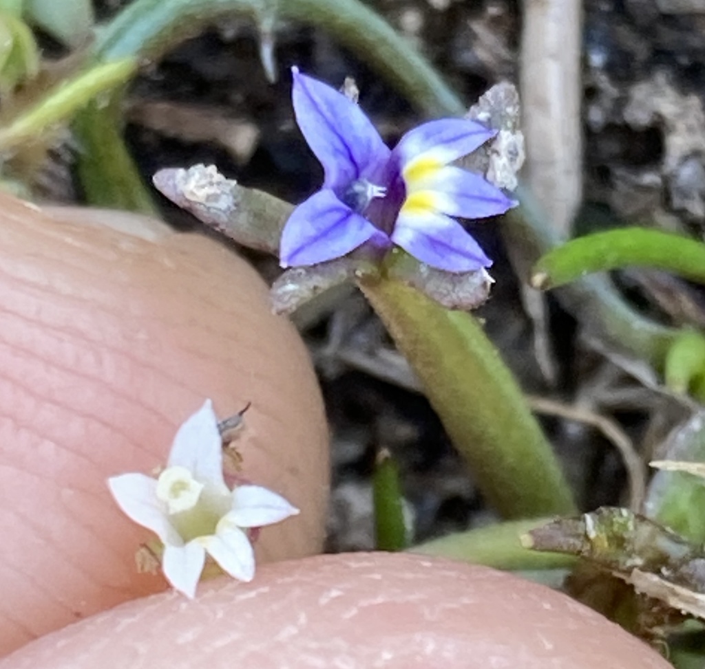 Downingia pusilla (Dwarf downingia), native California herb