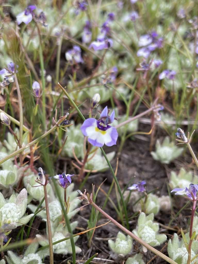 Downingia sp., native California annual
