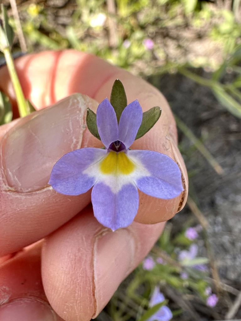 Downingia pulcherrima (Calicoflower), native California annual
