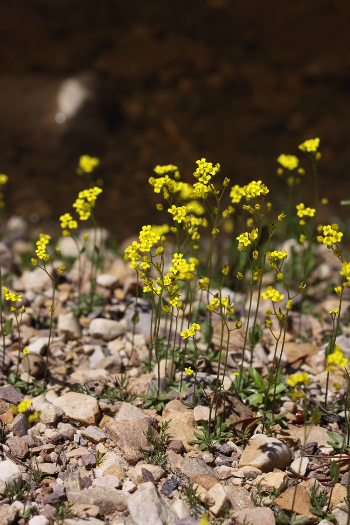 Draba albertina (Alaska whitlow grass), native California herb