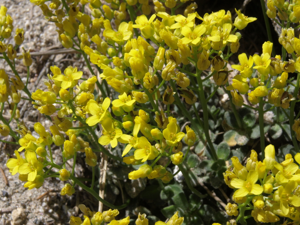 Draba asterophora var. macrocarpa (Cup Lake draba), California species