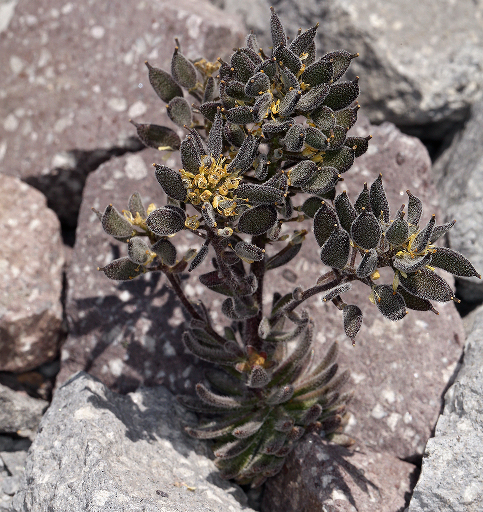 Draba aureola (Golden alpine draba), native California herb
