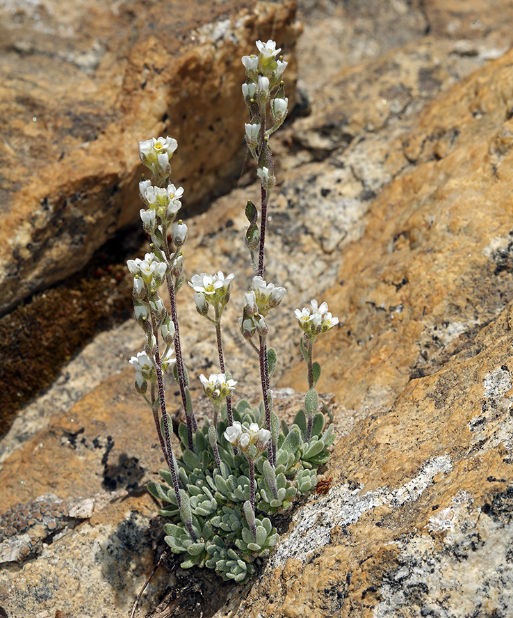 Draba breweri (Brewer's draba), native California herb
