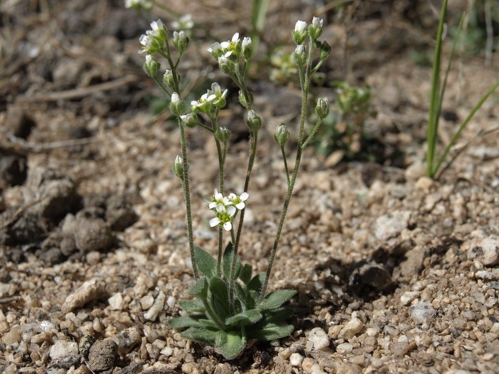 Draba californica (California draba), native California herb
