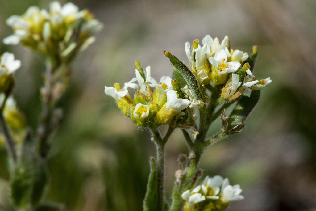 Draba cana (Canescent draba), native California perennial