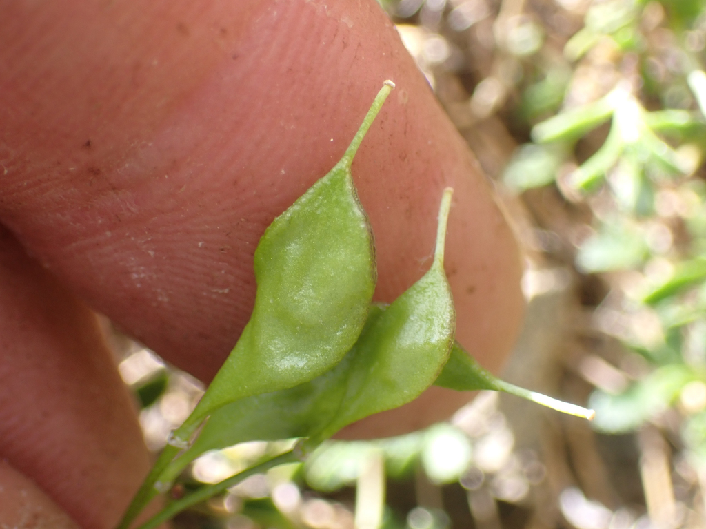 Draba carnosula (Mount eddy draba), native California herb