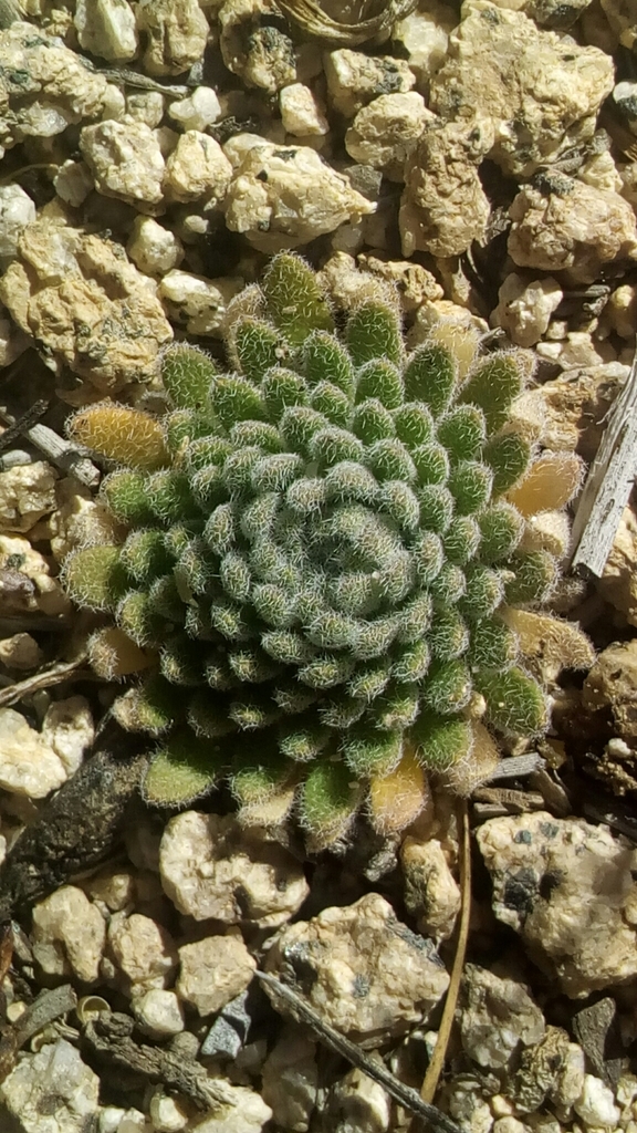 Draba corrugata (Southern California draba), native California herb