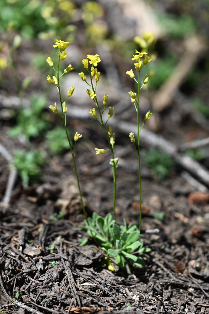 Draba cruciata (Mineral king draba), native California herb