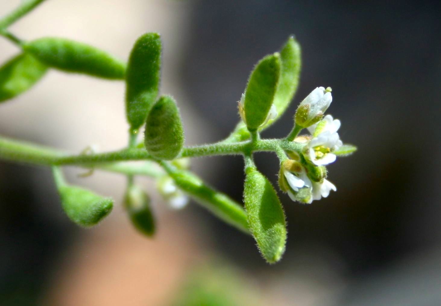 Draba cuneifolia (Wedge leaved draba), native California herb