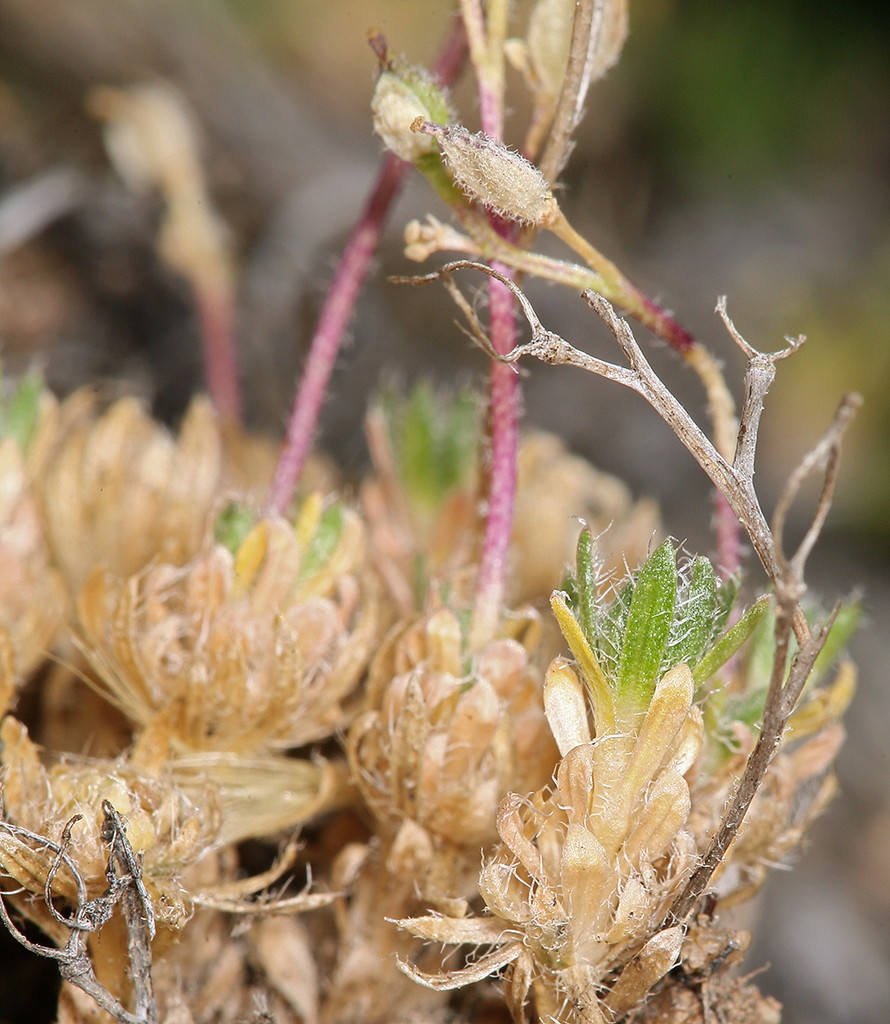 Draba densifolia (Dense leaved draba), native California herb