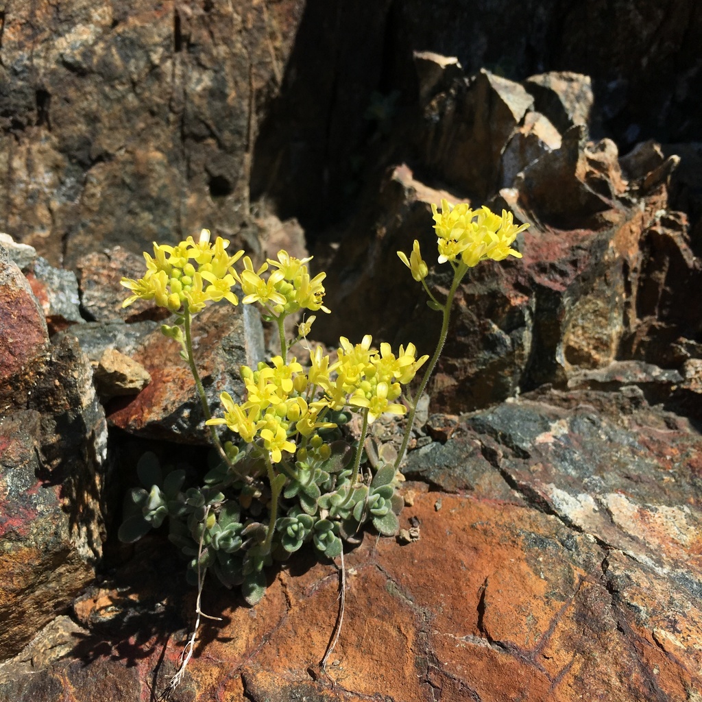 Draba howellii (Howell's draba), native California herb