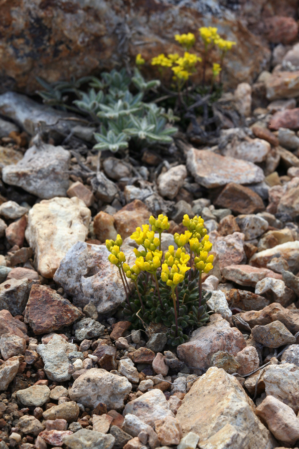 Draba incrassata (Sweetwater mountains draba), native California herb