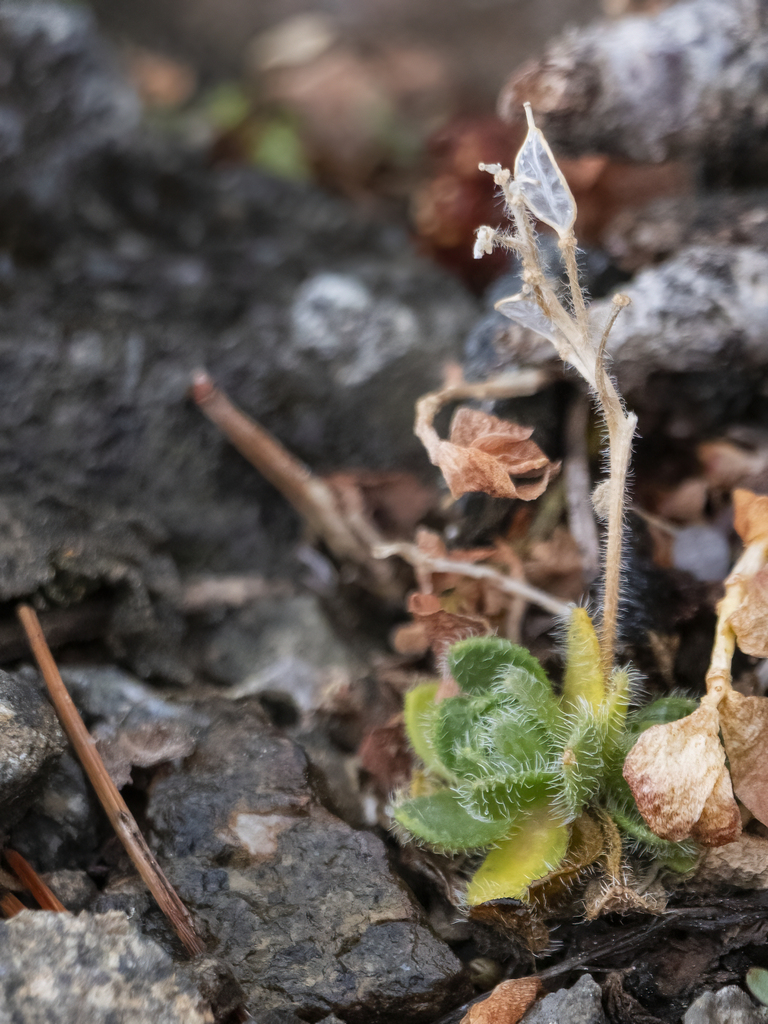 Draba lemmonii (Granite draba), native California herb