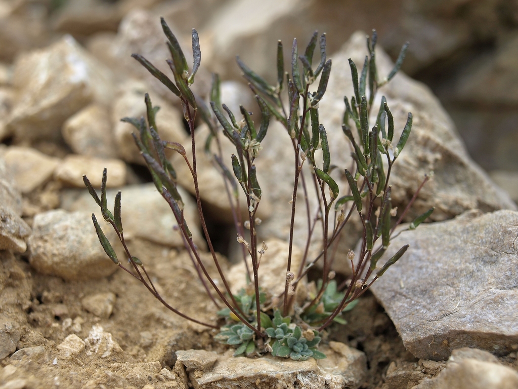 Draba lonchocarpa (Spear-fruited draba), native California herb