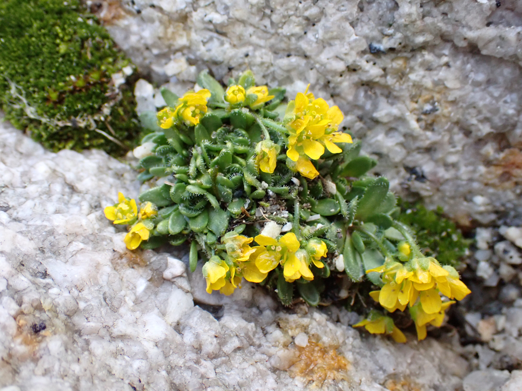 Draba longisquamosa (Granite draba), native California perennial