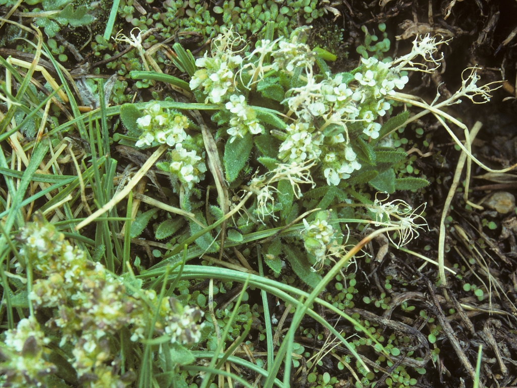 Draba monoensis (White mountains draba), native California herb