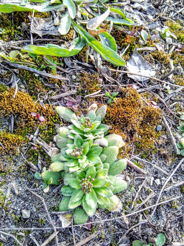Draba nemorosa (Woodland draba), non-native California herb