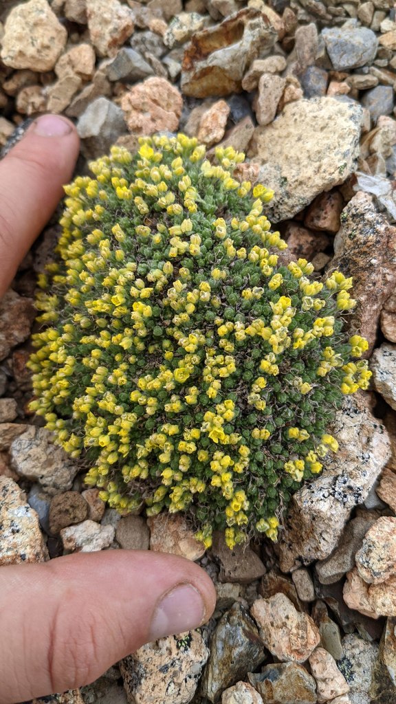 Draba novolympica (Trelease's draba), native California perennial