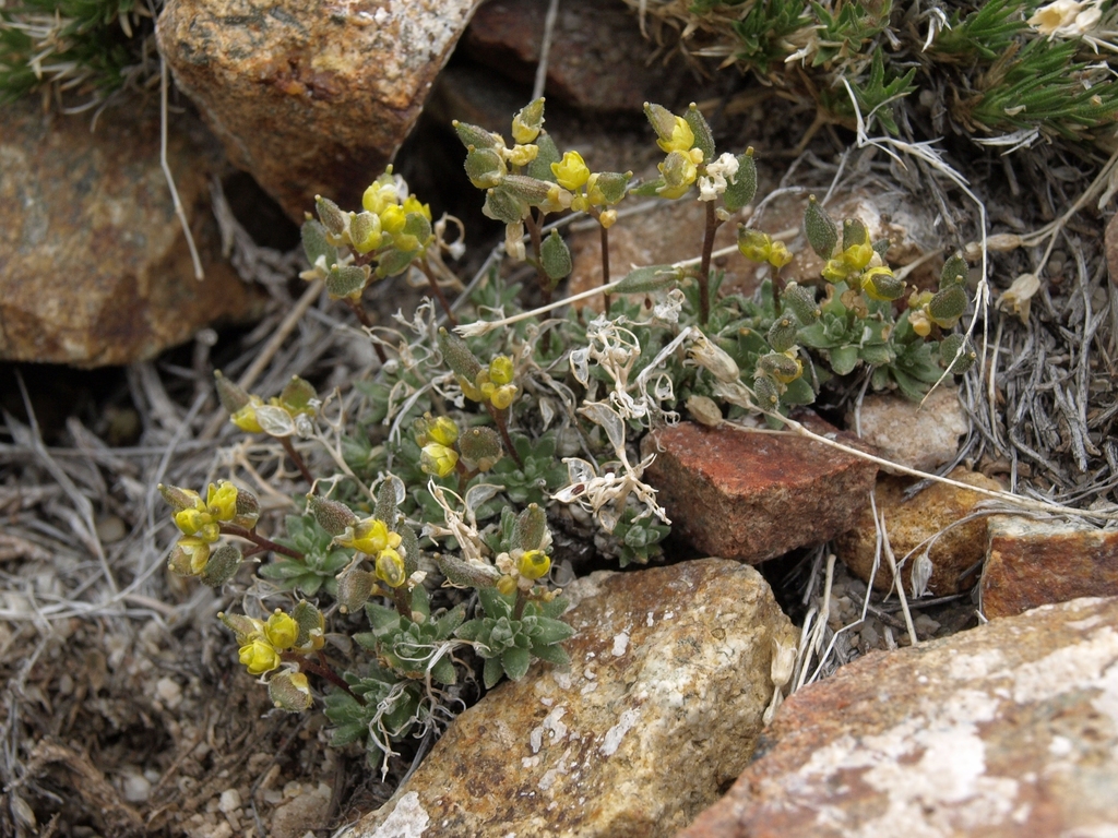Draba oligosperma (Few seeded draba), native California herb