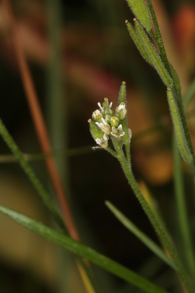 Draba praealta (Tall draba), native California herb