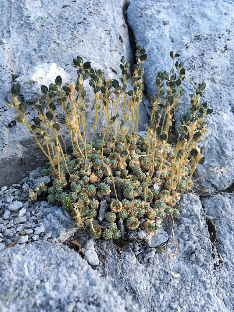 Draba pterosperma (Winged-seed draba), native California herb