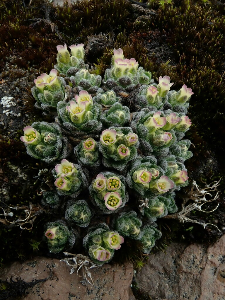 Draba reptans (Carolina draba), non-native California herb