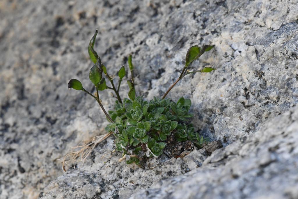 Draba sharsmithii (Mount whitney draba), native California herb