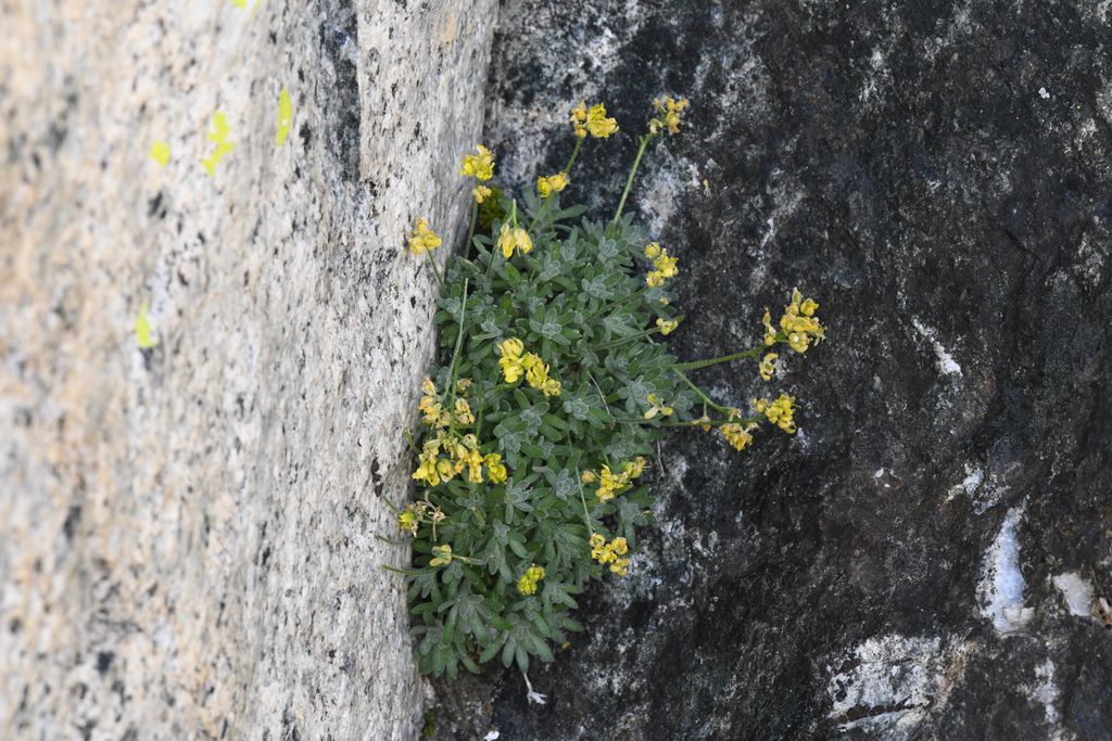 Draba sierrae (Sierra draba), native California herb